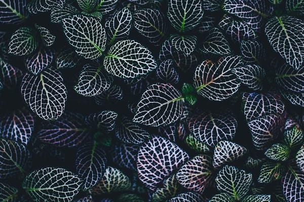 annie spratt 199471 unsplash